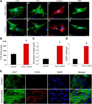 Three-Dimensional Poly-(ε-Caprolactone) Nanofibrous Scaffolds Promote the Maturation of Human Pluripotent Stem Cells-Induced Cardiomyocytes